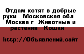 Отдам котят в добрые руки - Московская обл., Москва г. Животные и растения » Кошки   